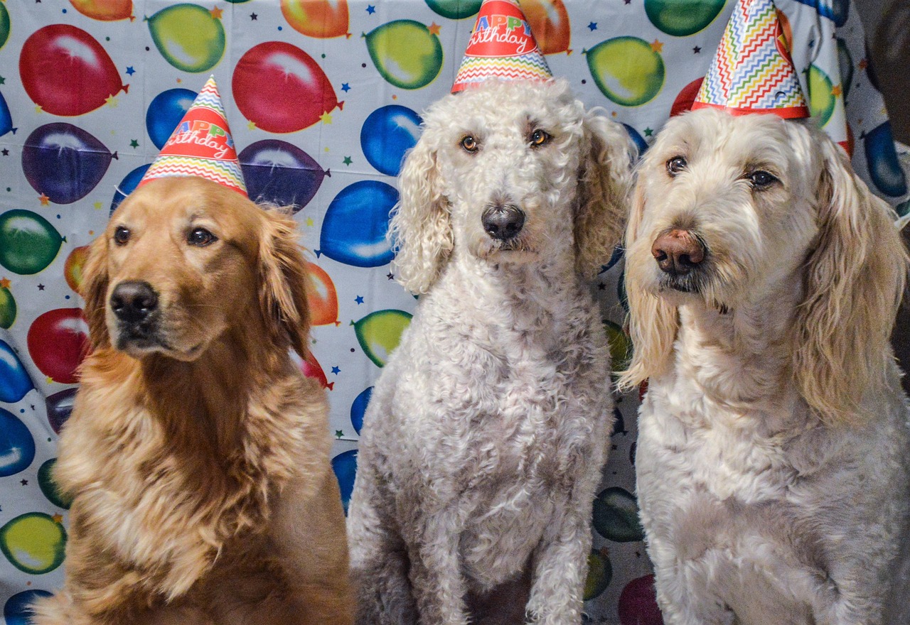 Choosing the Right Dog Bakery