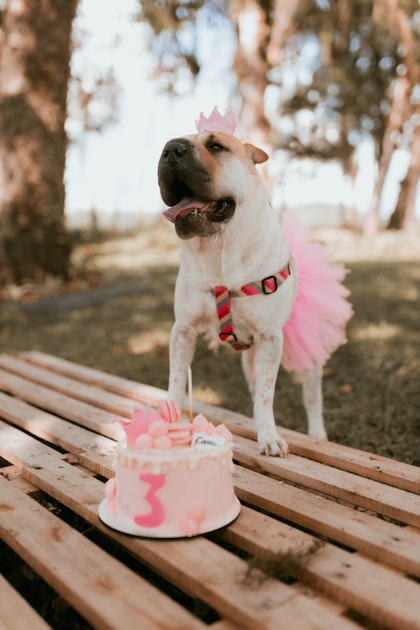 Benefits of Premium Dog Treats