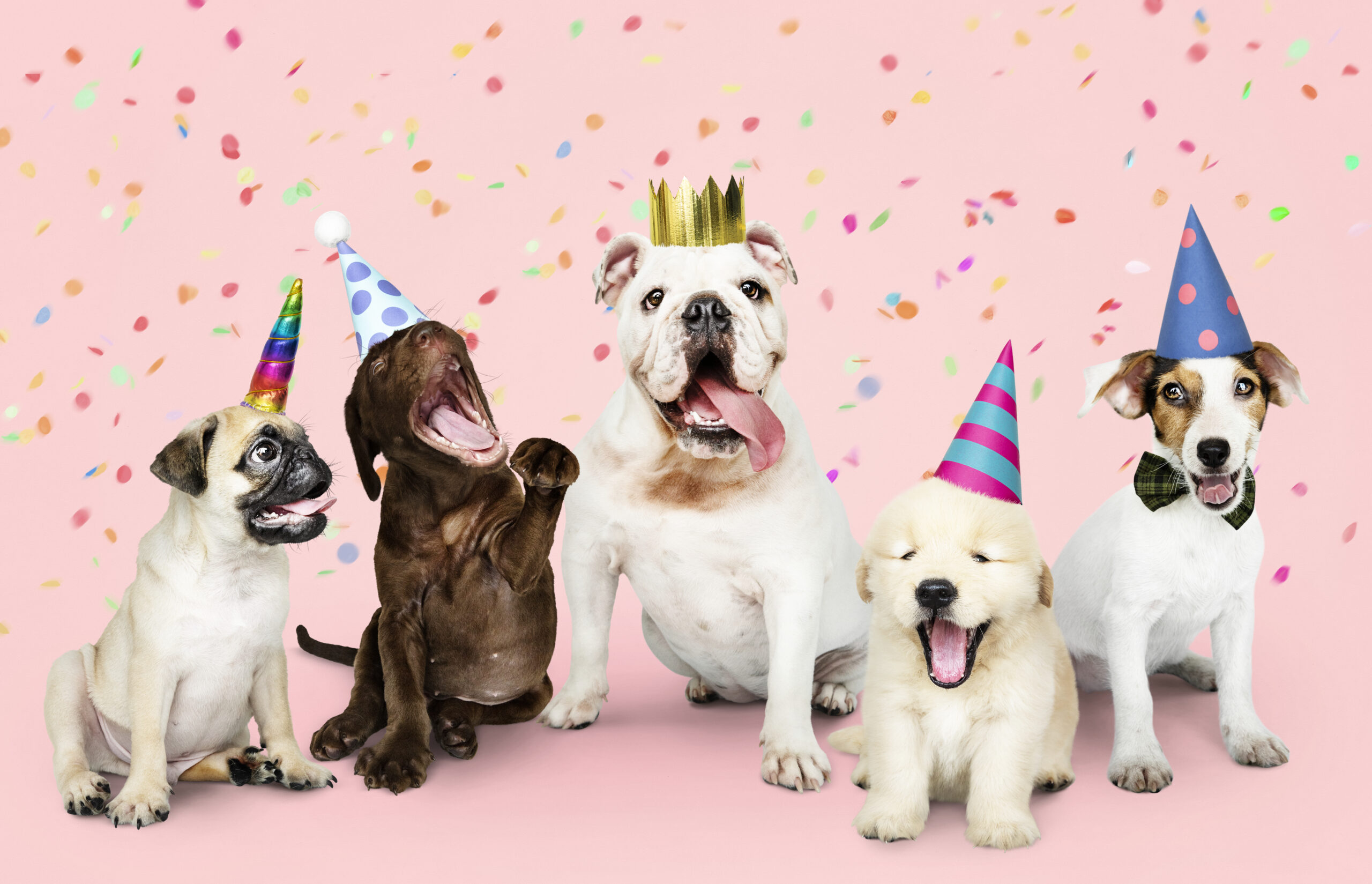 Top 5 Dog Birthday Cakes in Sydney